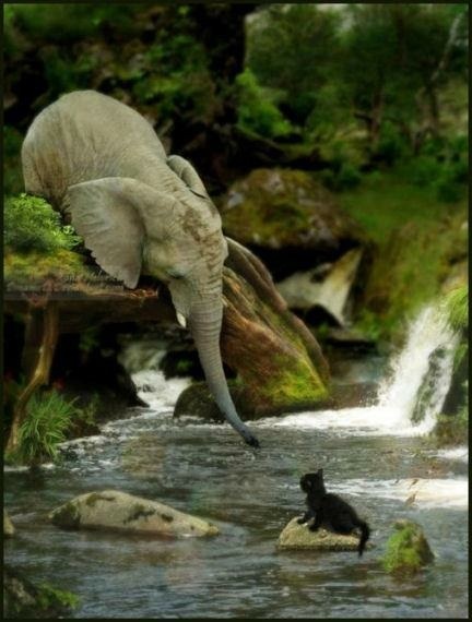 love like an elephant