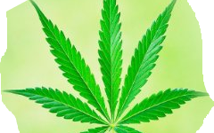 My Tweets on #Cannabis #Marijuana for Parents of tweens and teens