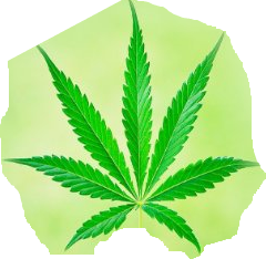 tweets cannabis marijuana